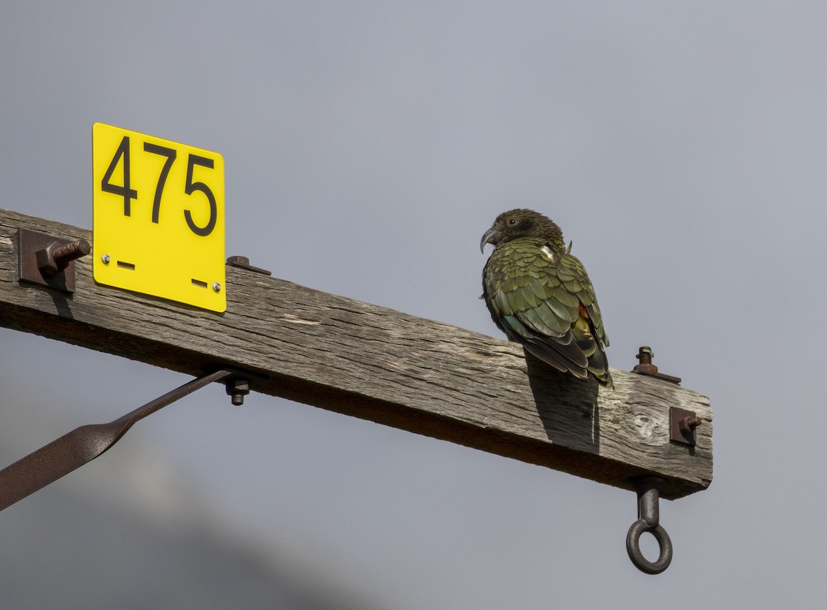 Кеа - ML560602021