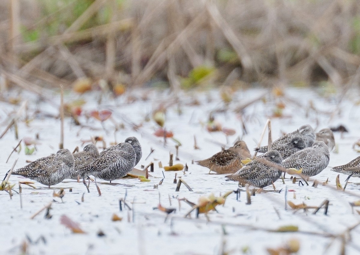 Long-billed Dowitcher - ML560602971