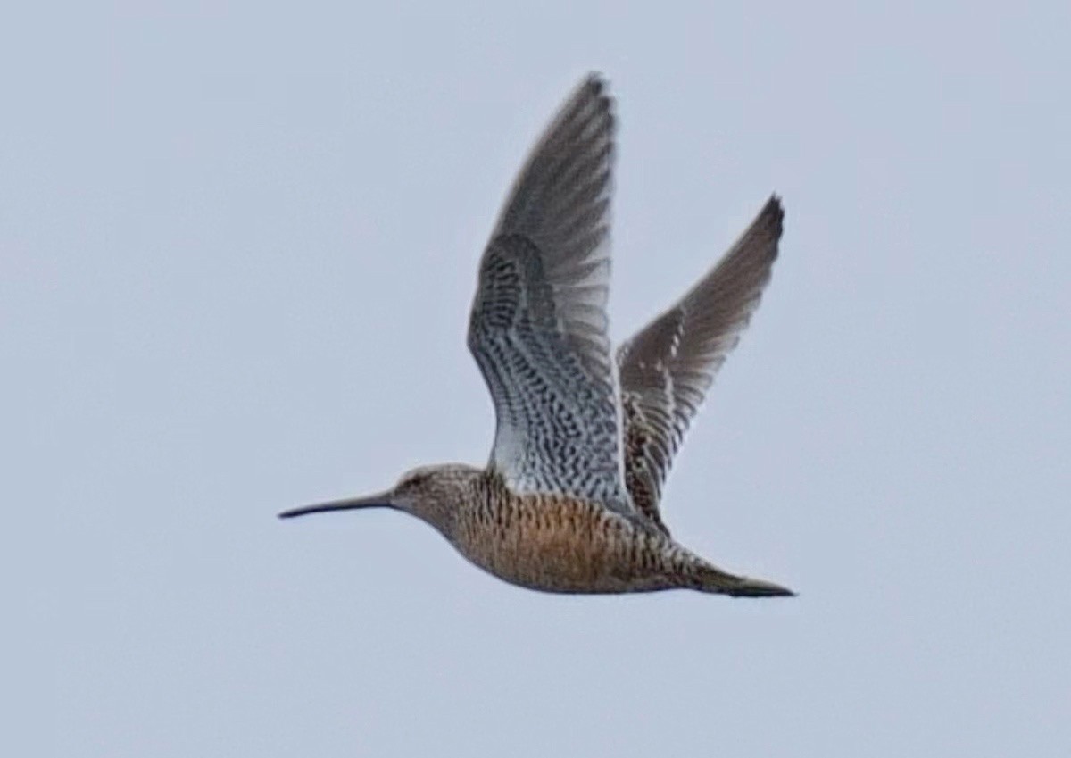 Long-billed Dowitcher - ML560602981