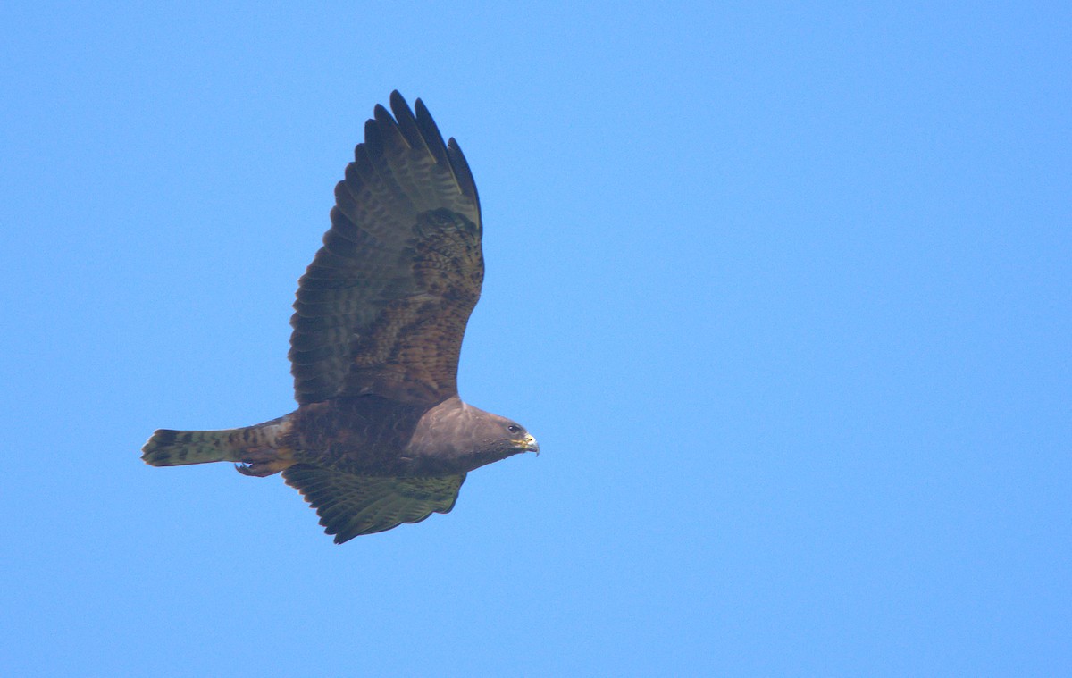 Swainson's Hawk - Curtis Marantz