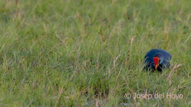 African Swamphen - ML560607671