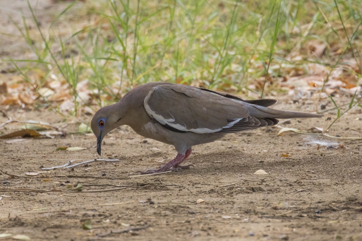 White-winged Dove - ML560607801