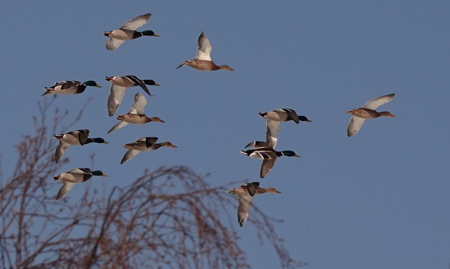Canard colvert - ML560608091