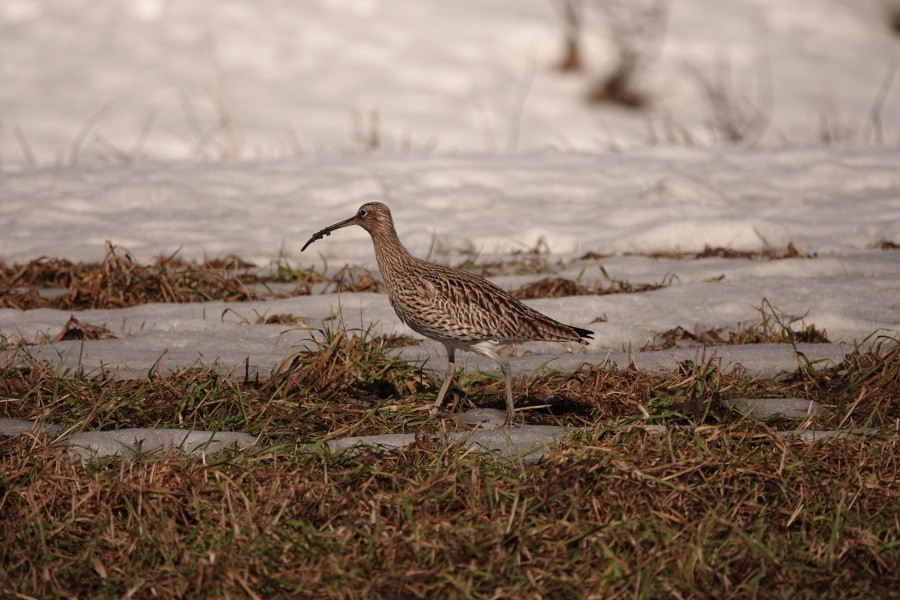 Eurasian Curlew - ML560608101