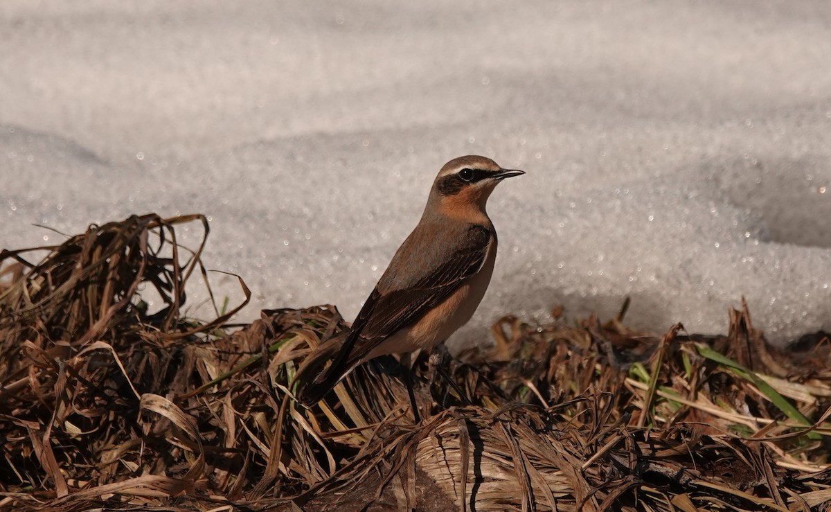 Northern Wheatear - ML560608131