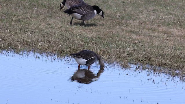 Greater White-fronted Goose - ML560608441