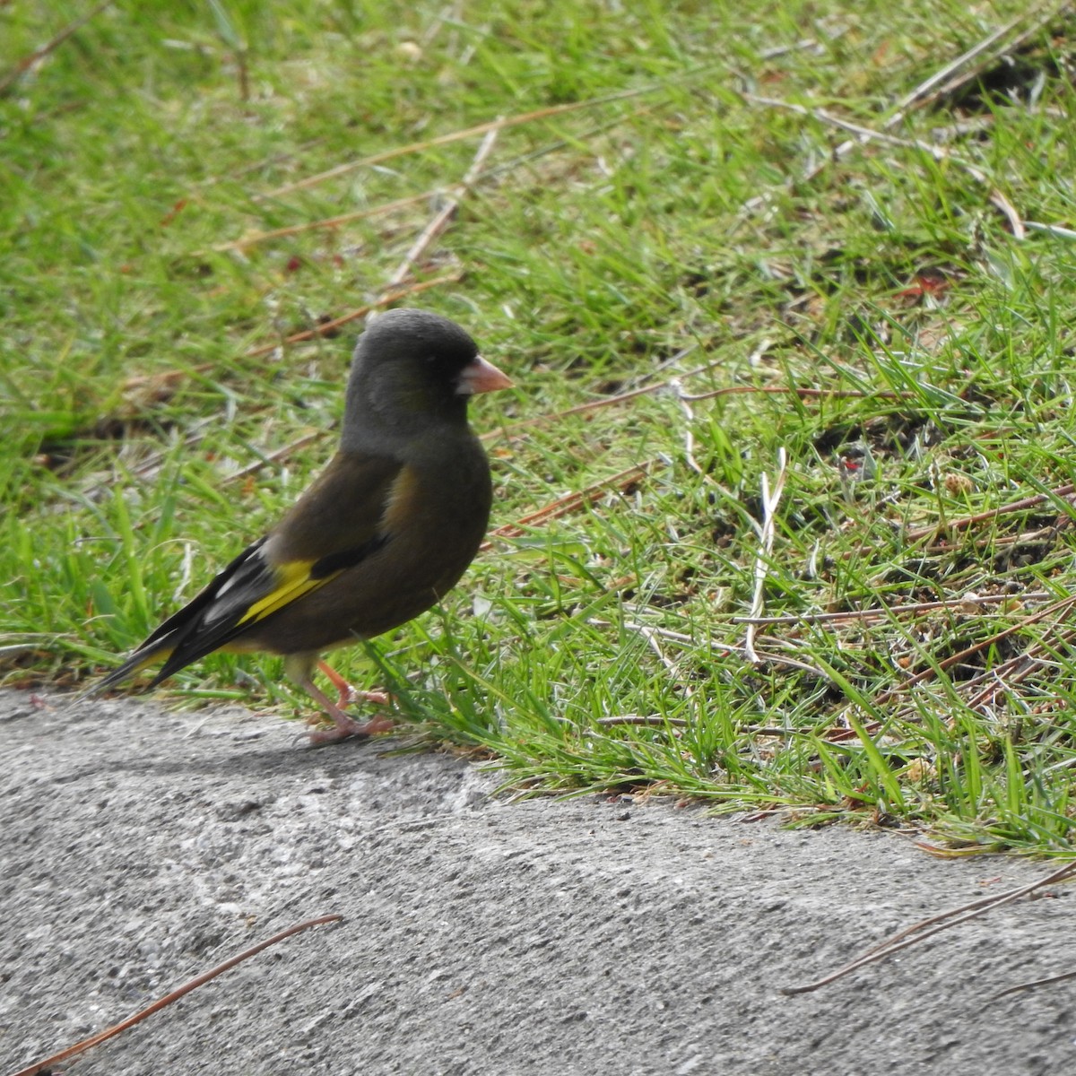 Oriental Greenfinch - ML560609941