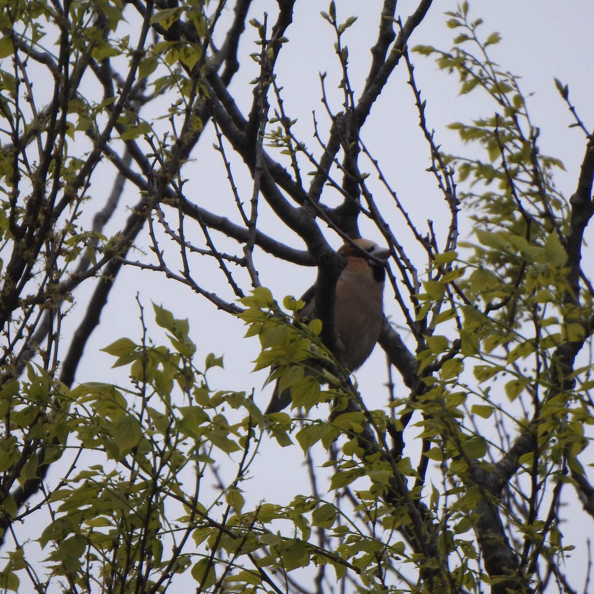 Hawfinch - ML560609981