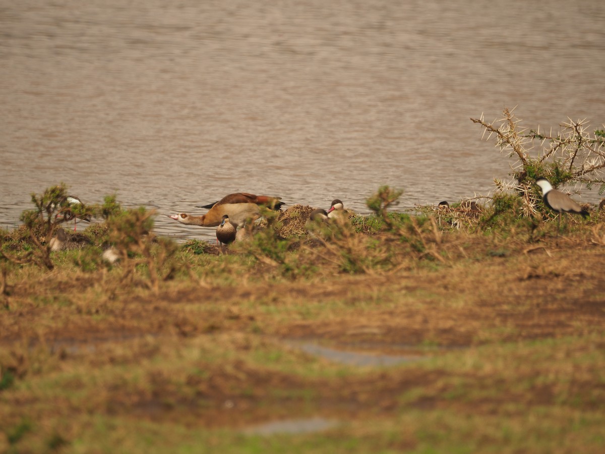 Blue-billed Teal - ML560611331