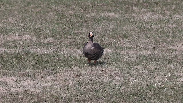 Greater White-fronted Goose - ML560611971