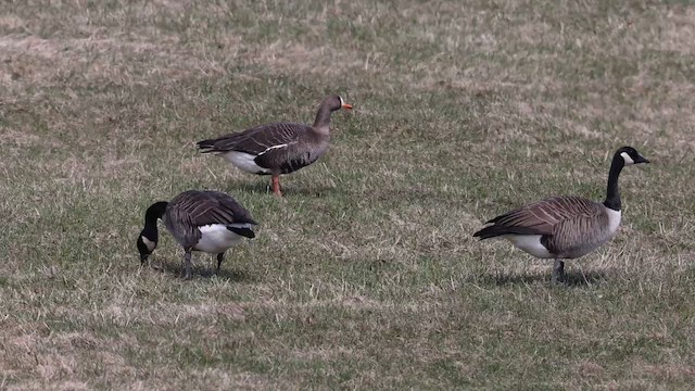Greater White-fronted Goose - ML560611981