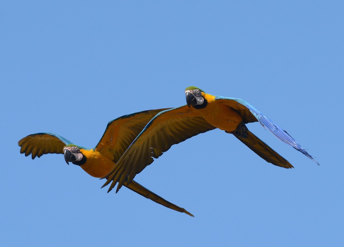 Blue-and-yellow Macaw - Clive Harris