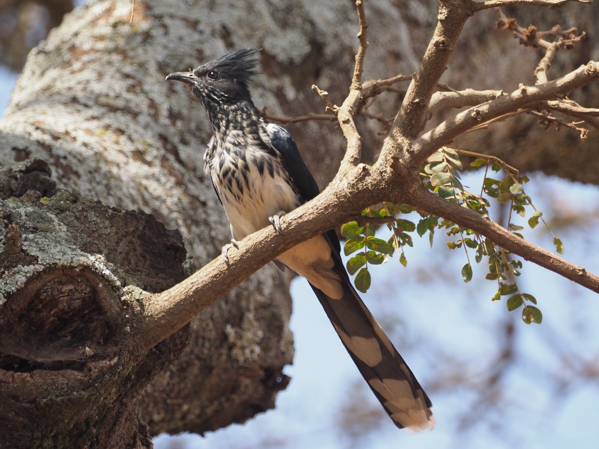 Levaillant's Cuckoo - ML560612181