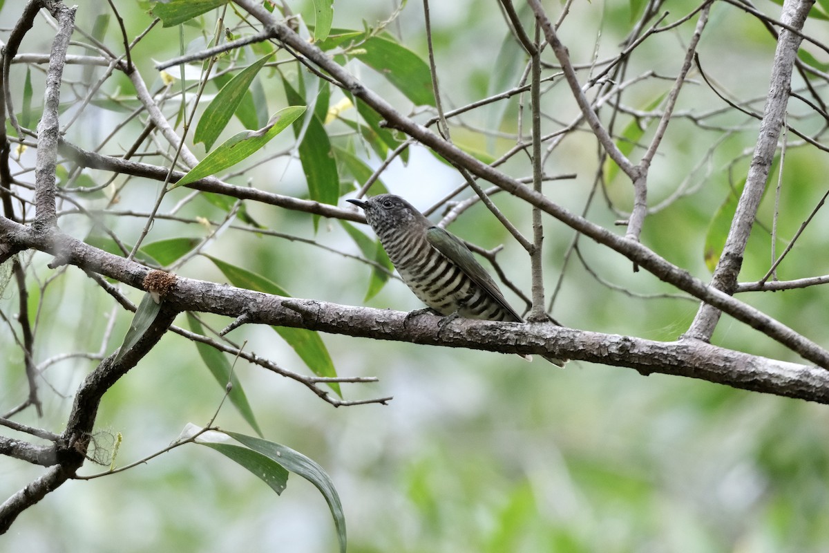 kukačka blýskavá (ssp. plagosus) - ML560612251