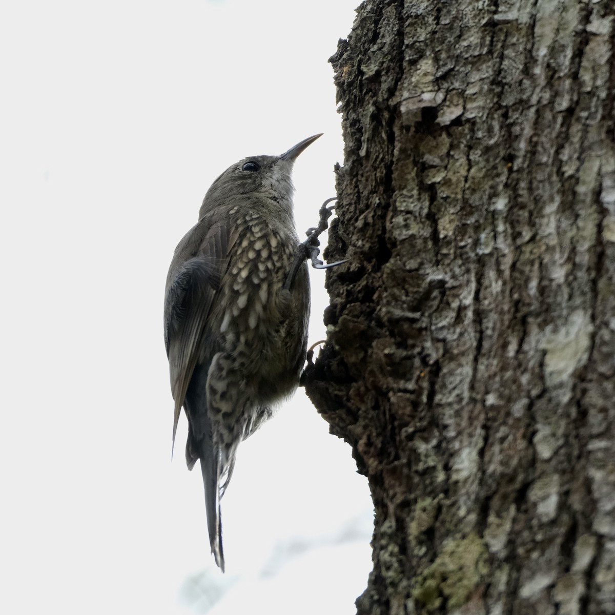 White-throated Treecreeper (White-throated) - ML560612631