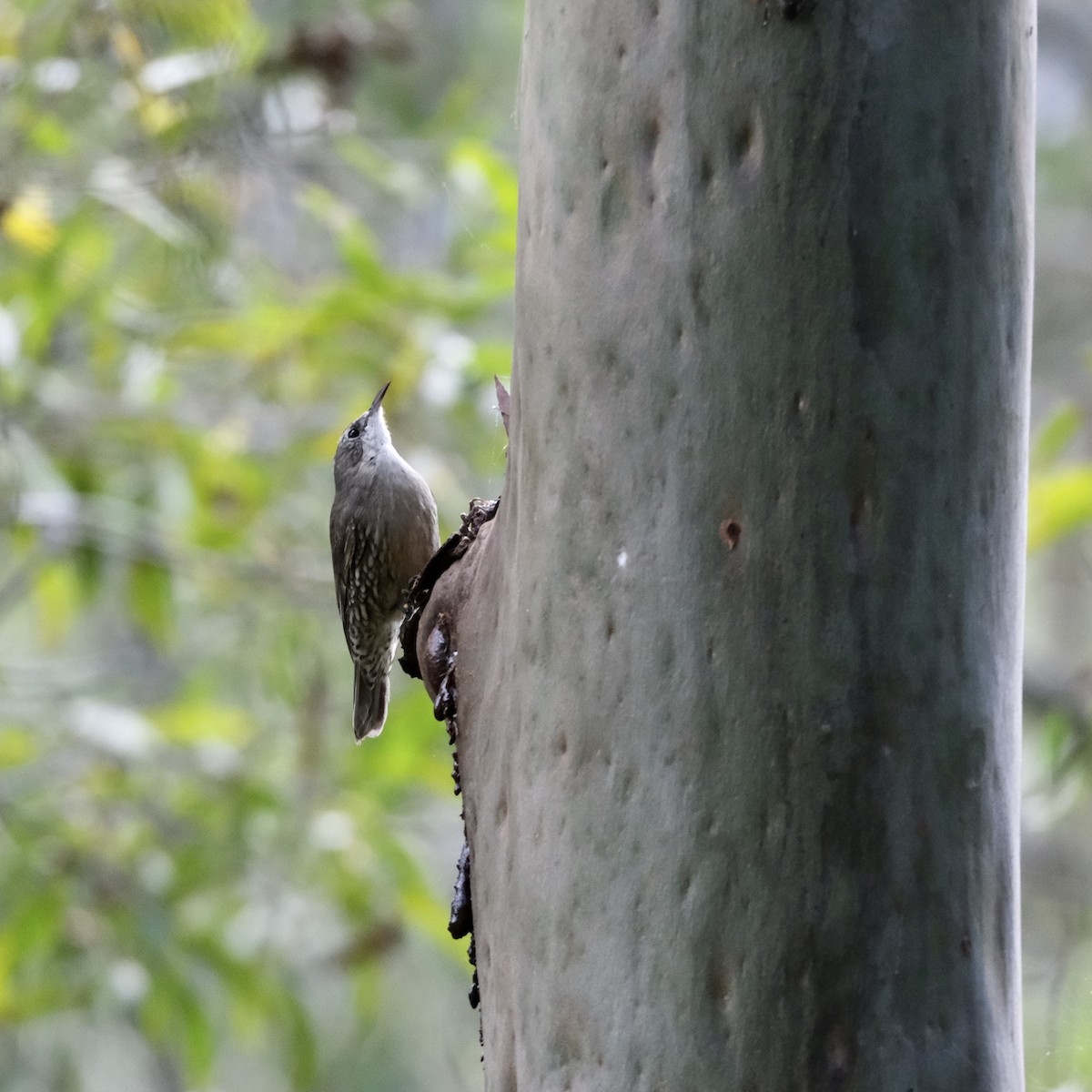 White-throated Treecreeper (White-throated) - ML560612671