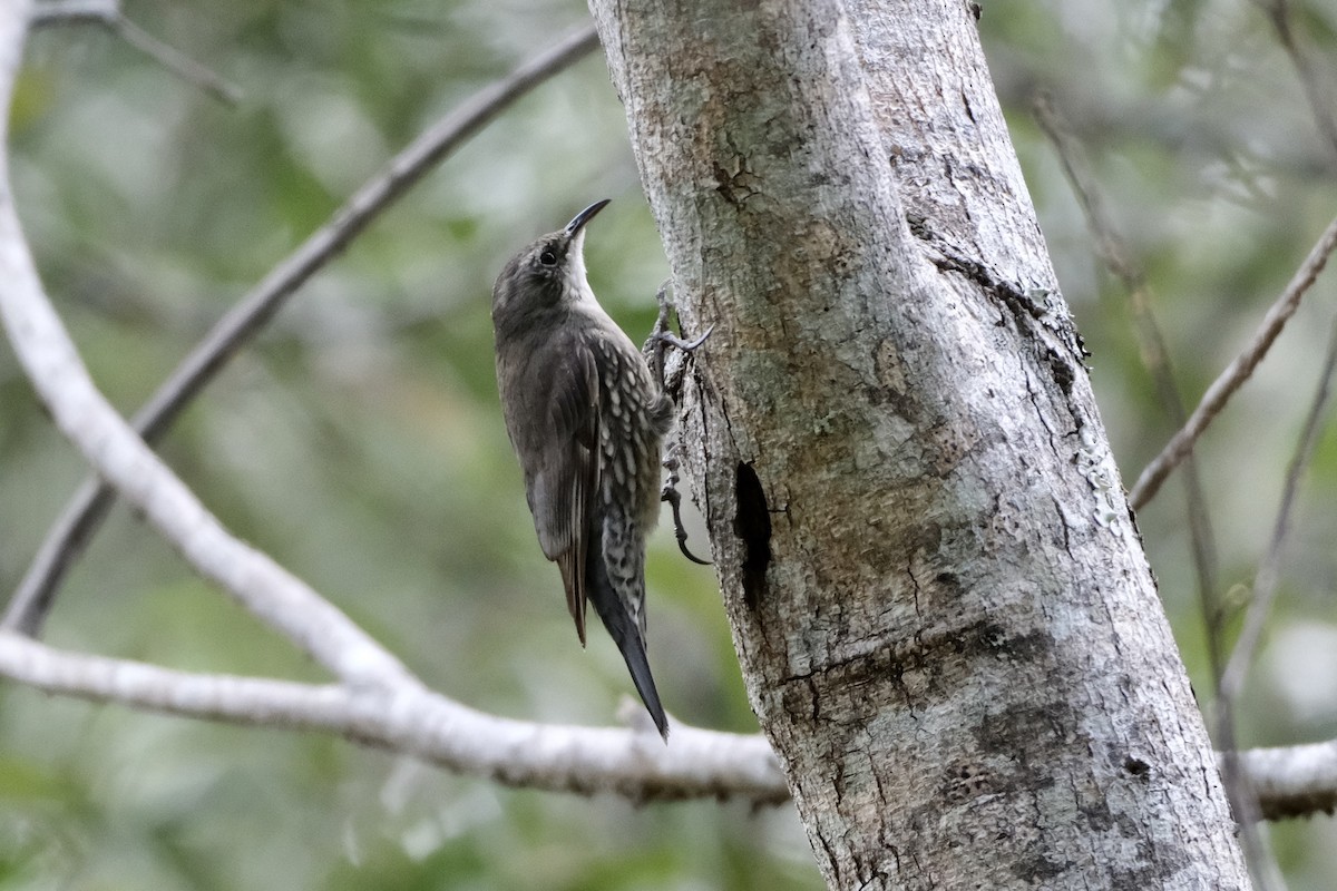 White-throated Treecreeper (White-throated) - ML560612731