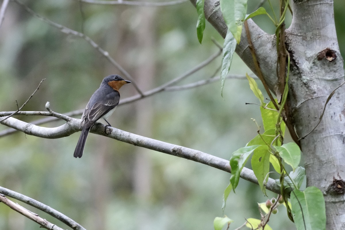 Leaden Flycatcher - Adrian Brooks