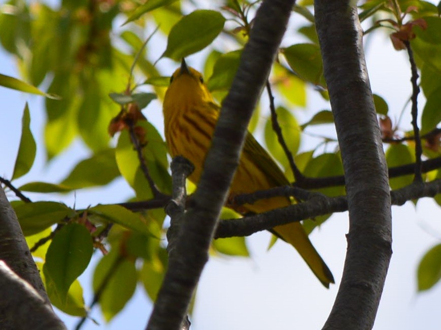 Paruline jaune - ML560614051