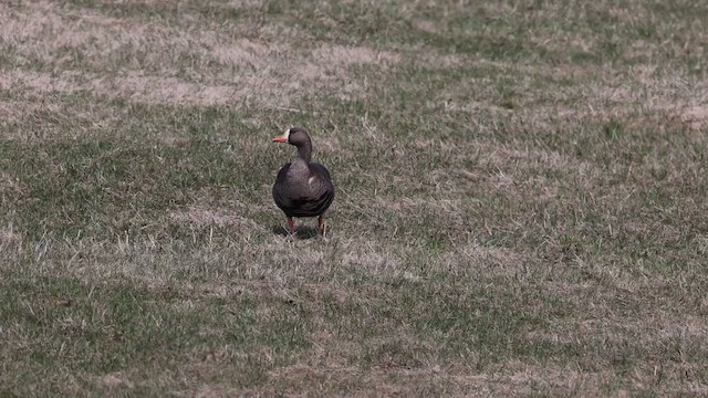 Greater White-fronted Goose - ML560614231