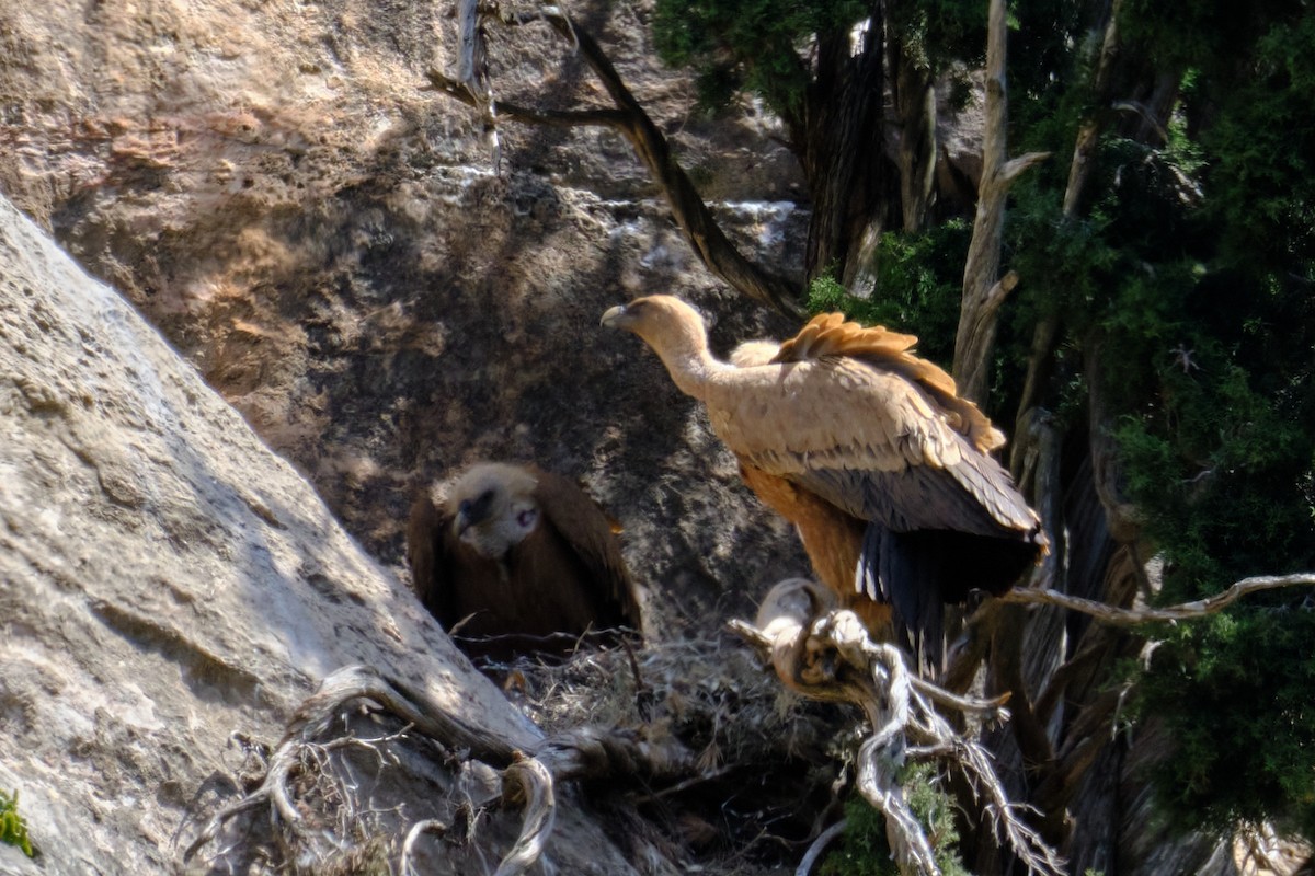 נשר מקראי - ML560614531