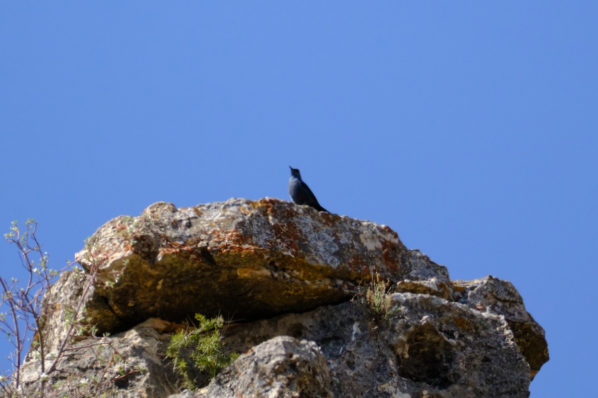 צוקית בודדת - ML560614581