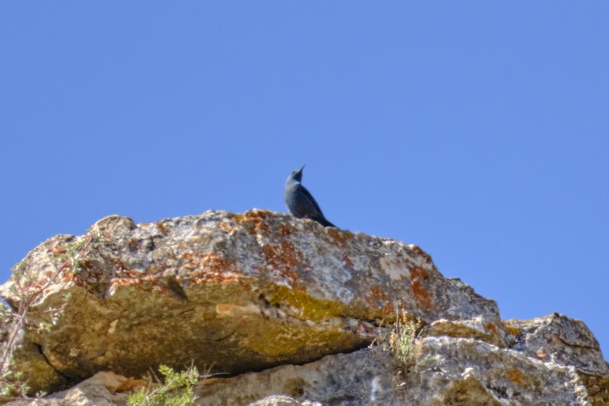 צוקית בודדת - ML560614651