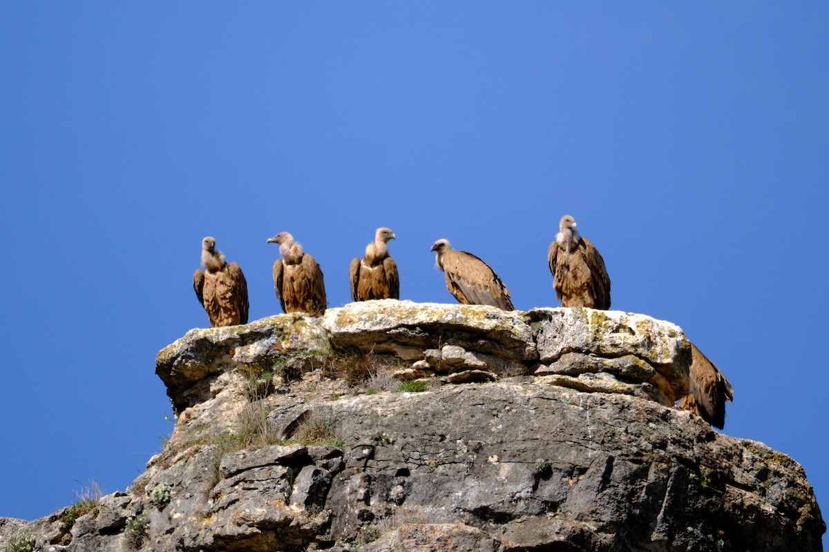 נשר מקראי - ML560614751