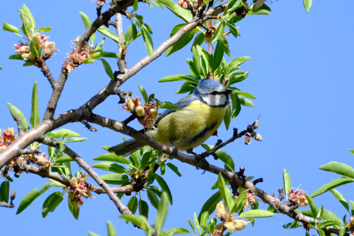 Eurasian Blue Tit - ML560614901