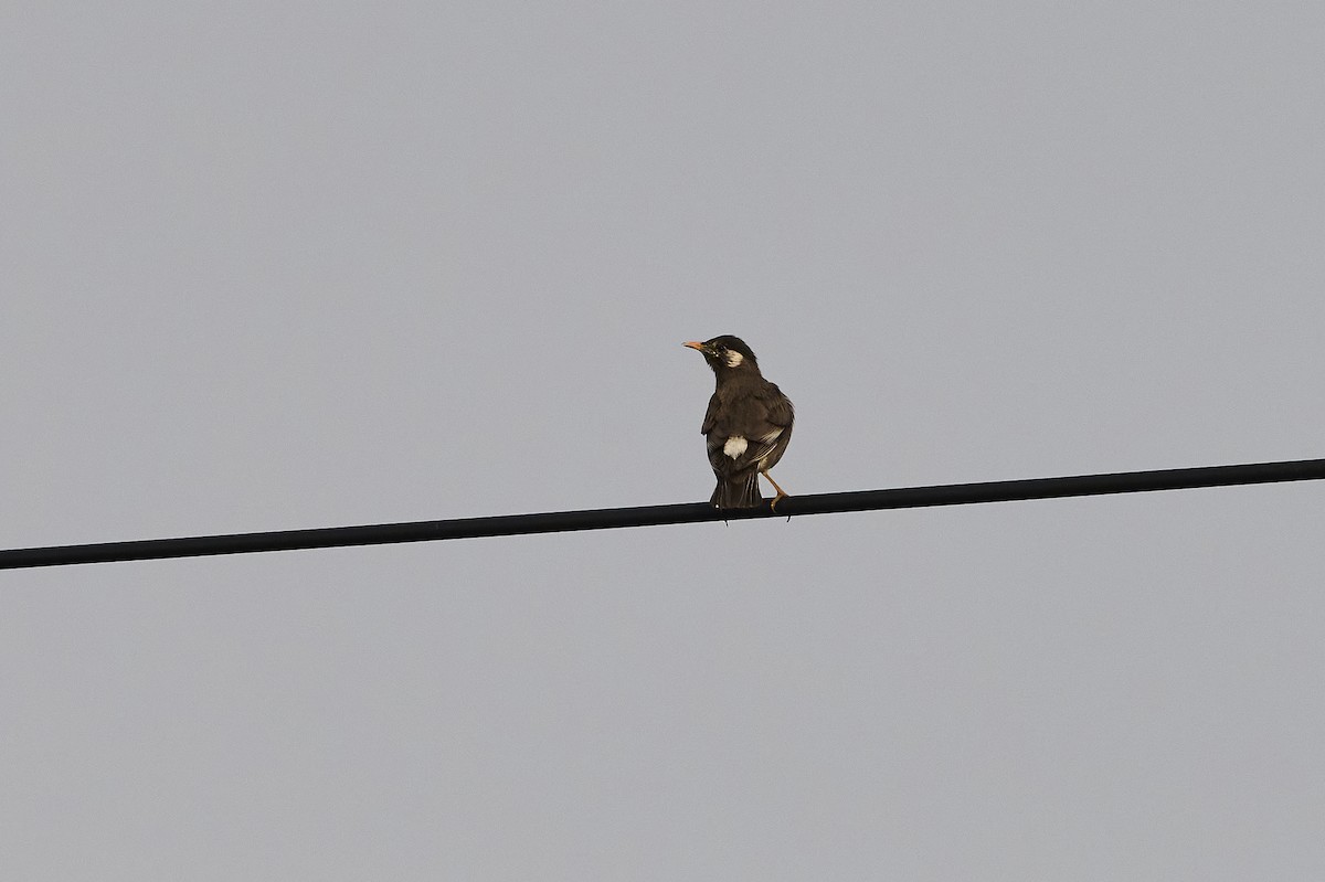 White-cheeked Starling - ML560614981