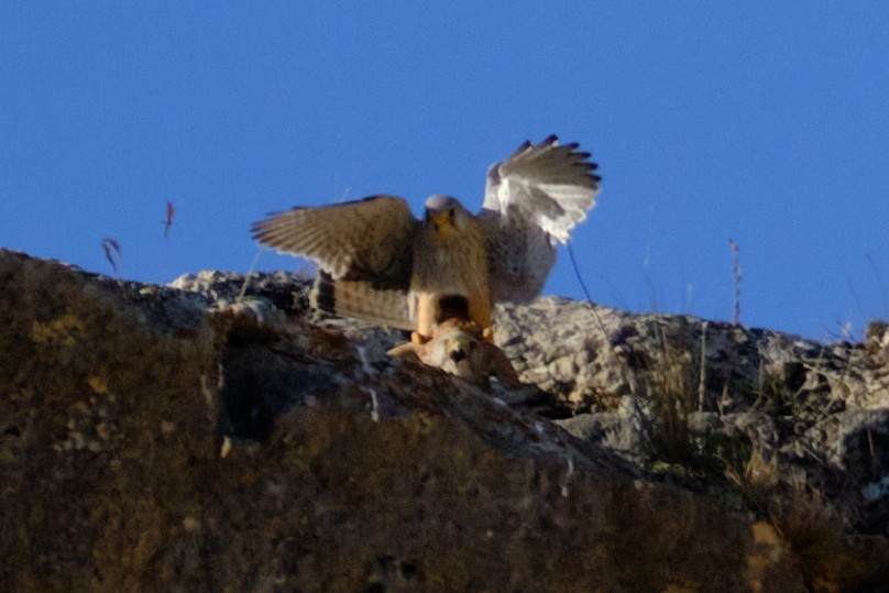 בז מצוי - ML560615241