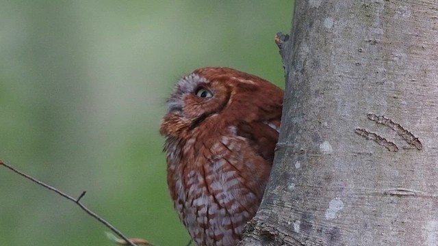 Eastern Screech-Owl - ML560616261