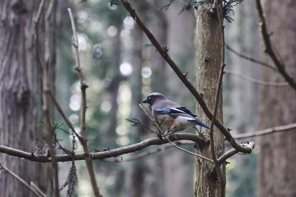 Eurasian Jay - Gary & Robyn Wilson