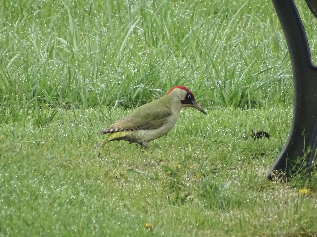 Eurasian Green Woodpecker - ML560617991