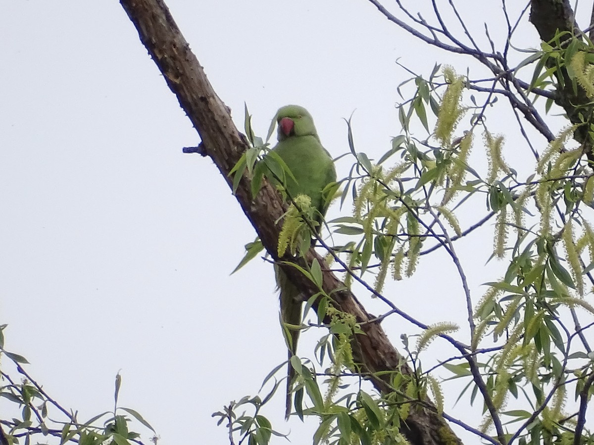 Rose-ringed Parakeet - ML560618061