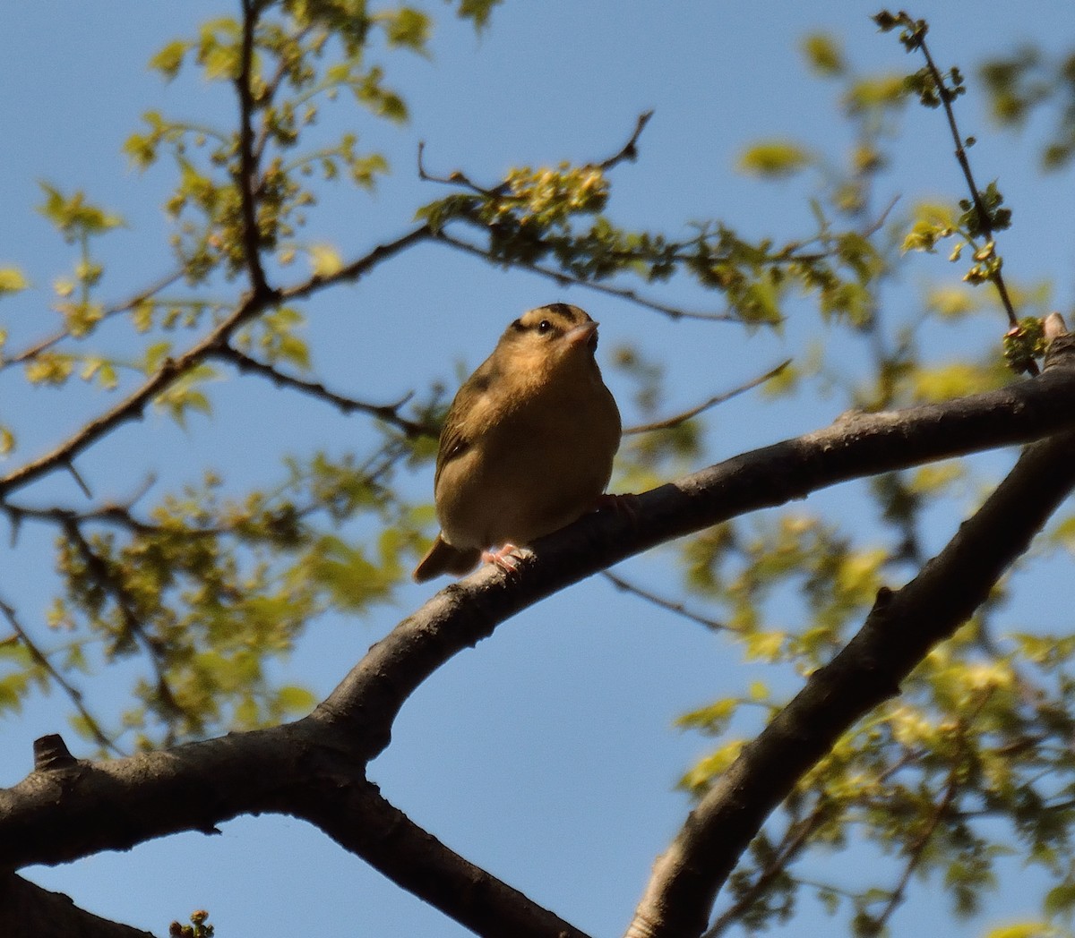 Paruline vermivore - ML56061921