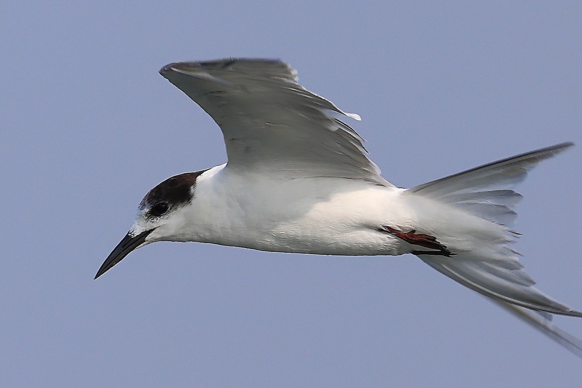 Common Tern - ML560620241