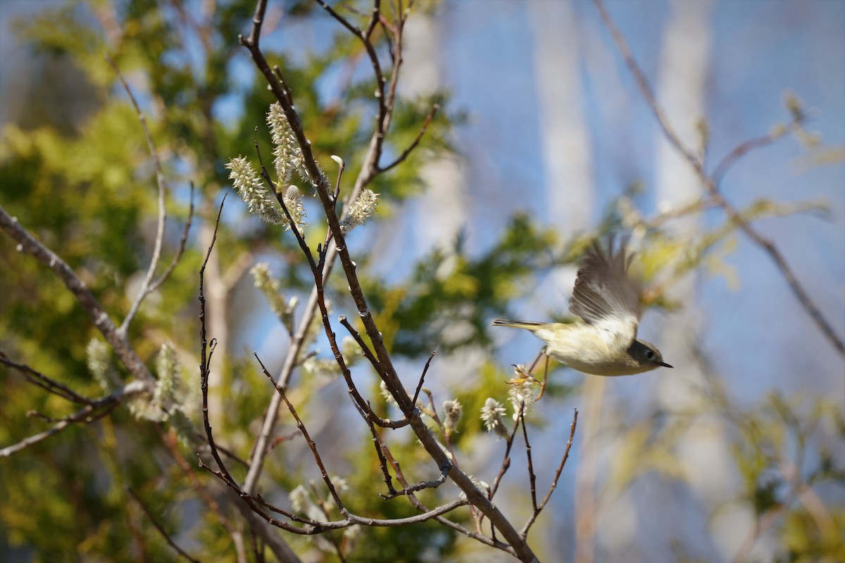 Ruby-crowned Kinglet - Marie Provost