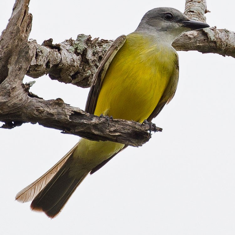 Couch's Kingbird - ML560620581