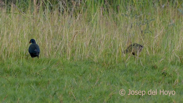 African Swamphen - ML560620961