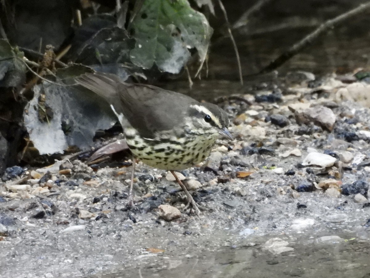 Northern Waterthrush - ML560621951