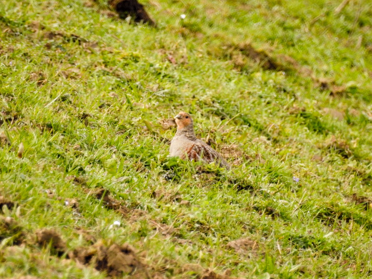 Gray Partridge - ML560622651