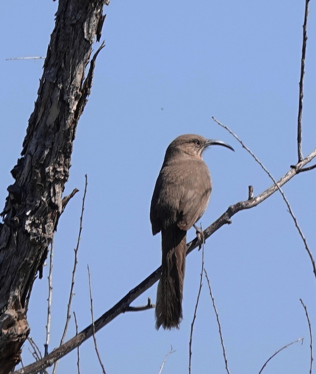 ML560623011 - Crissal Thrasher - Macaulay Library