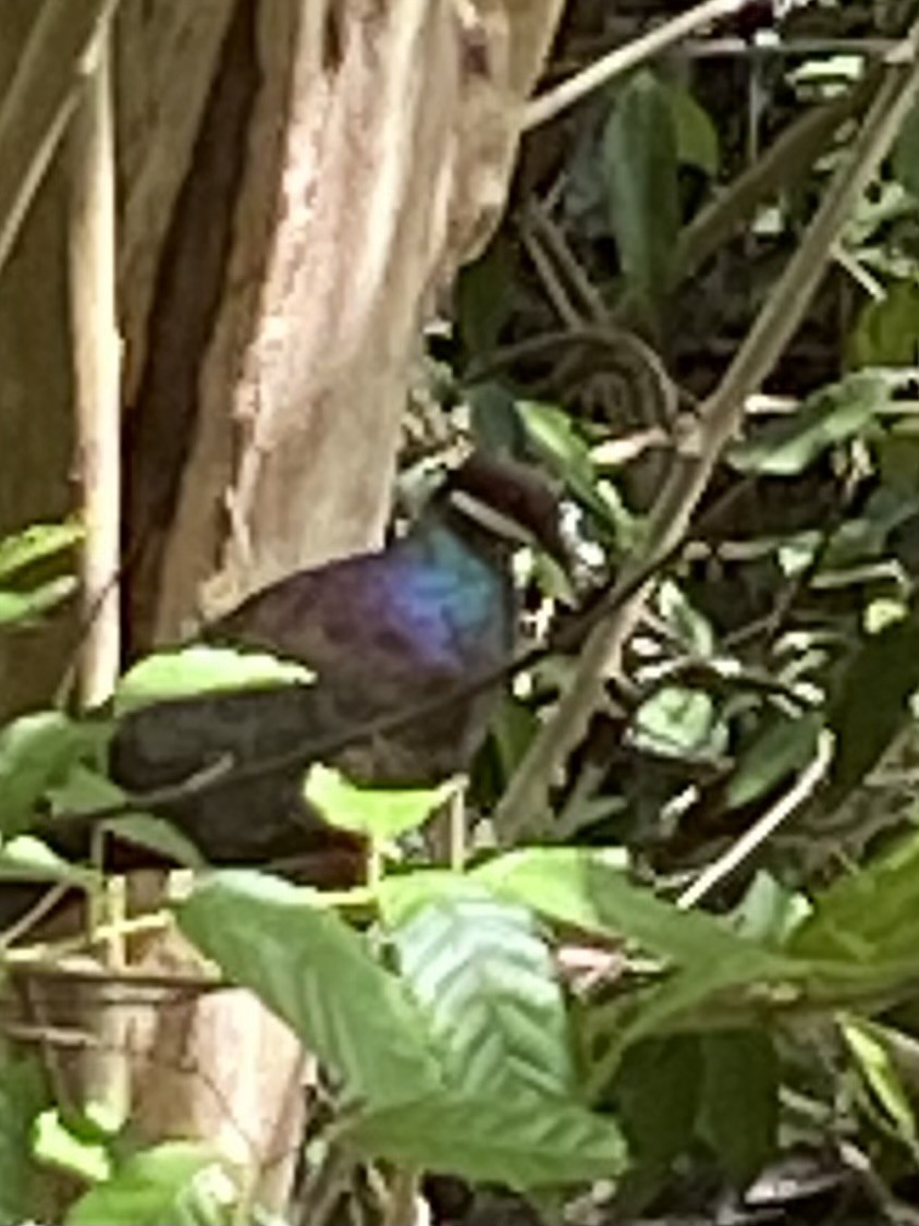 Bridled Quail-Dove - Dan Coleman