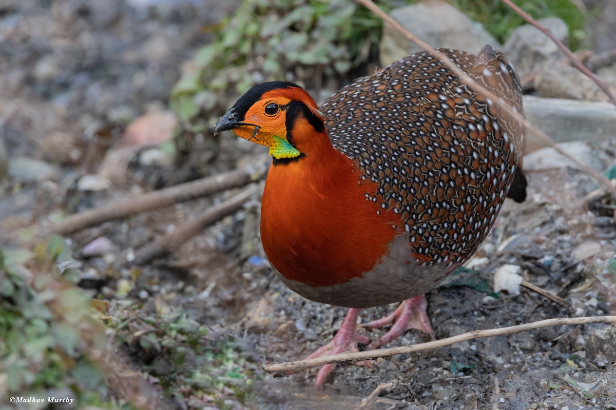 Blyth's Tragopan - ML560624331