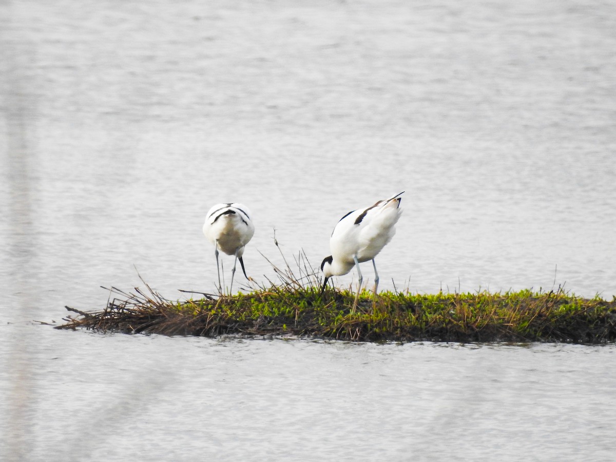 Pied Avocet - ML560625021