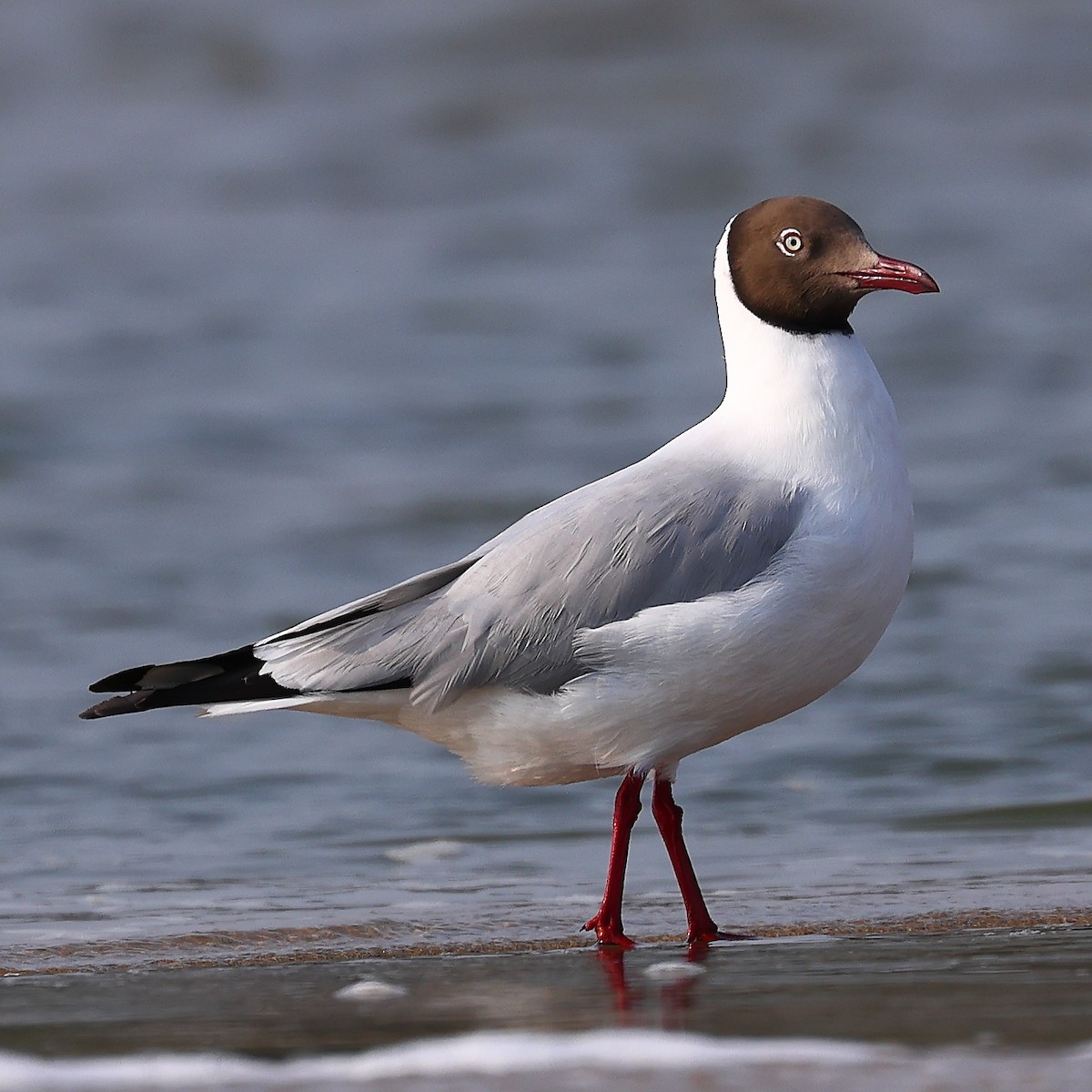 Brown-headed Gull - ML560625291