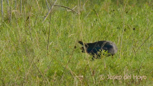 African Swamphen - ML560626771