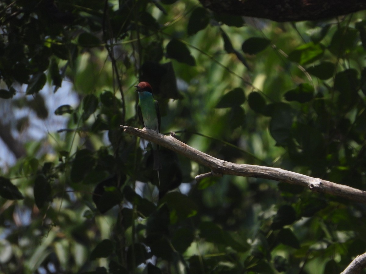 Blue-throated Bee-eater - Eitan C.