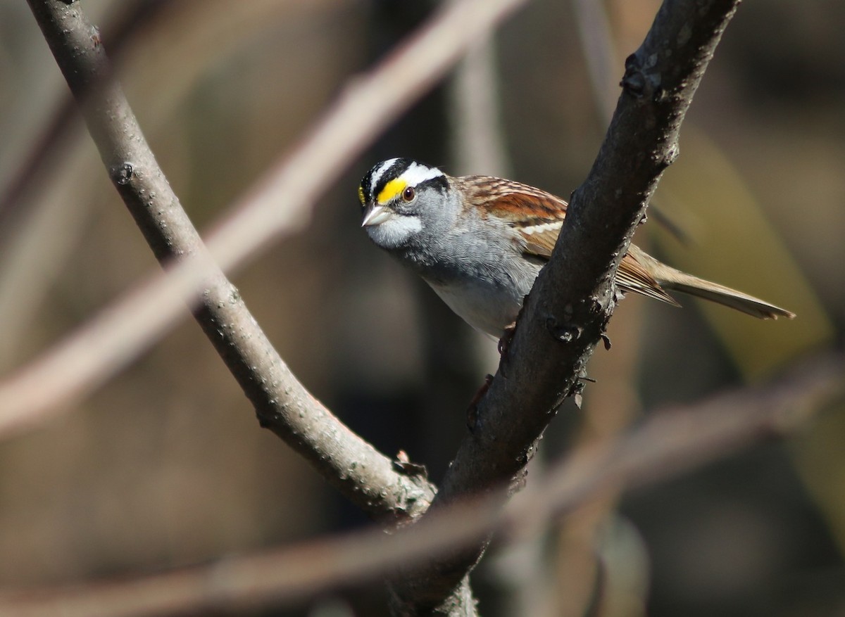 White-throated Sparrow - Yves Gauthier (Mtl)